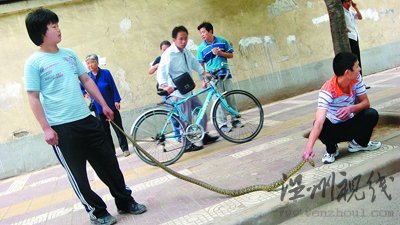 近2米長(zhǎng)花蛇盤踞在人行道樹杈上捕鳥(組圖)