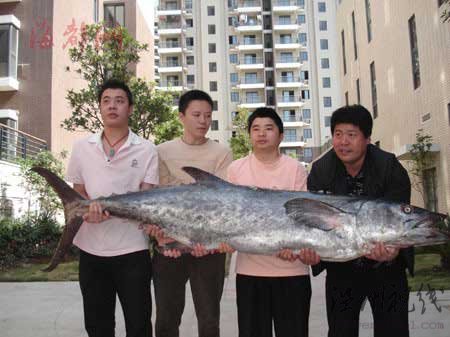 私房菜館購回百斤大魚 疑超百歲(圖)