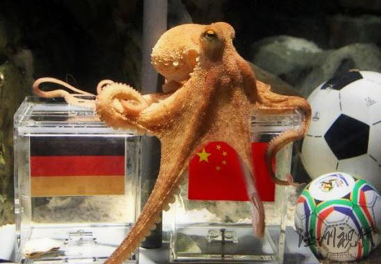 神準(zhǔn)章魚哥被網(wǎng)友PS惡搞半決賽中國(guó)贏德國(guó)？(圖)