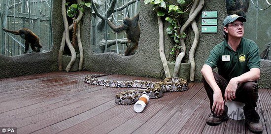組圖：7名動(dòng)物園工作人員抬7米長(zhǎng)巨蟒做檢查
