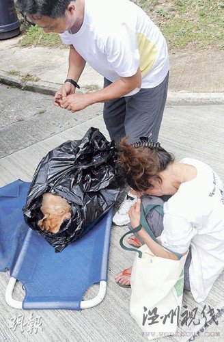 主人被水沖走遇險義犬跳激流救主身亡(圖)