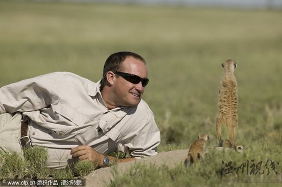 沙漠貓鼬爬上攝影師腦袋四處觀望(組圖)