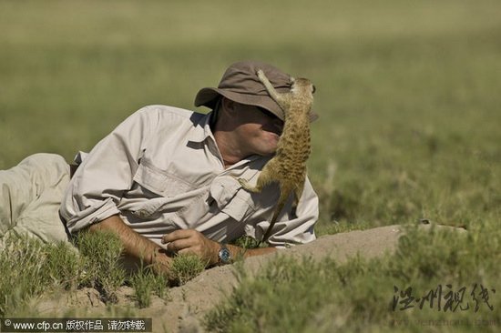 沙漠貓鼬爬上攝影師腦袋四處觀望(組圖)