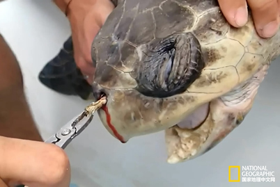 海龜鼻中拔出吸管 科