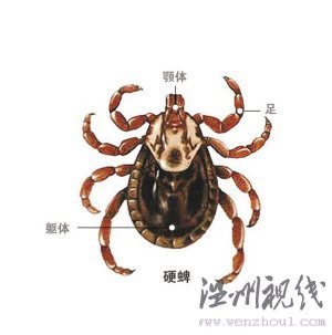 蜱蟲(chóng)