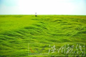 25日，江西省新建縣南磯鄉(xiāng)紅衛(wèi)村1萬畝鄱陽湖水域干涸，湖草長到一尺多高，如同身處大草原。