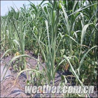 貴陽旱象露頭 人工增雨枕戈待旦