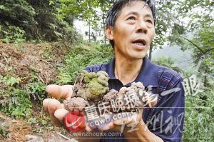 當地人說最長的蚯蚓超一米，粗細超成人拇指