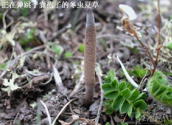 冬蟲夏草的形態