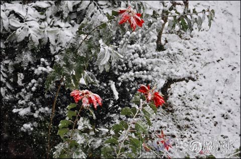 溫州下雪了