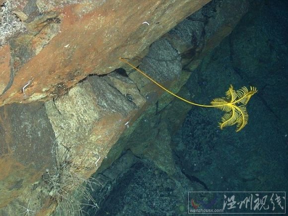 生活在2400米深水底南極新物種
