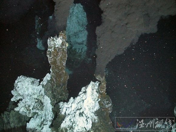 生活在2400米深水底南極新物種