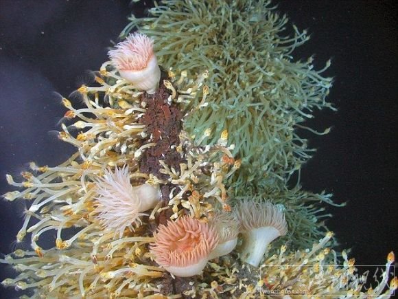 生活在2400米深水底南極新物種