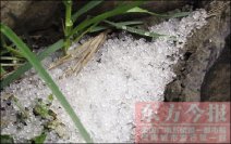 鄭州下冰雹了 昨天鄭州天氣雷電加霰與冰雹動靜很大