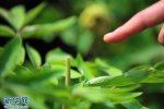 武漢東湖牡丹花遭辣手摧花 東湖牡丹節開園春柳牡丹