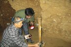 四川巨鼠大如貓 四川雅安市蘆山縣龍門洞發現巨鼠體