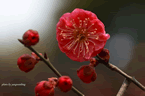 梅花圖片 關于梅花的圖片一組梅花攝影作品