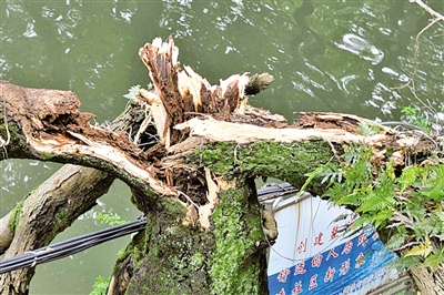 溫州九山河畔一棵構樹被雷擊