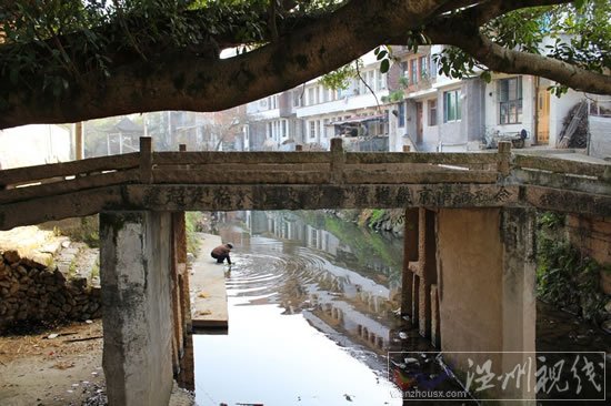 楓林念祖橋