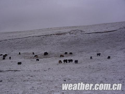 青海南部大雪低溫齊襲 道路結冰交通事故頻發