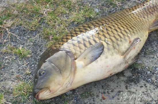 寒露釣鯽魚