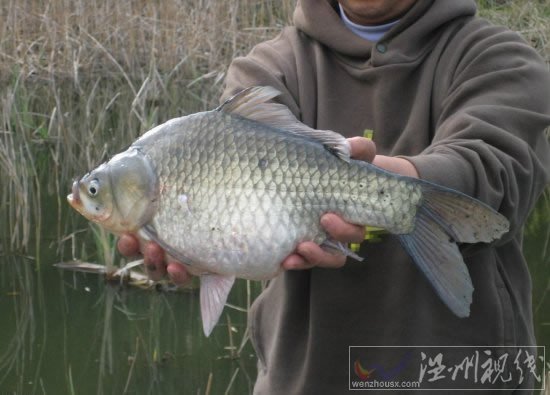 寒露釣鯽魚