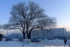 大慶霧淞 2012年12月17日大慶市出現霧凇美景