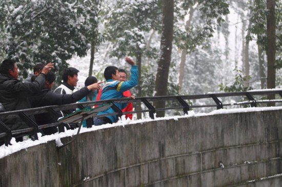 杭州動物園雪球砸獅子