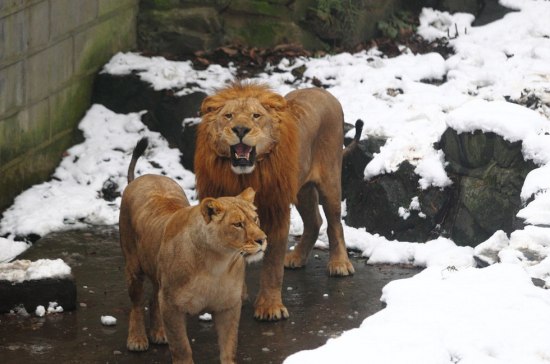 杭州動物園雪球砸獅子