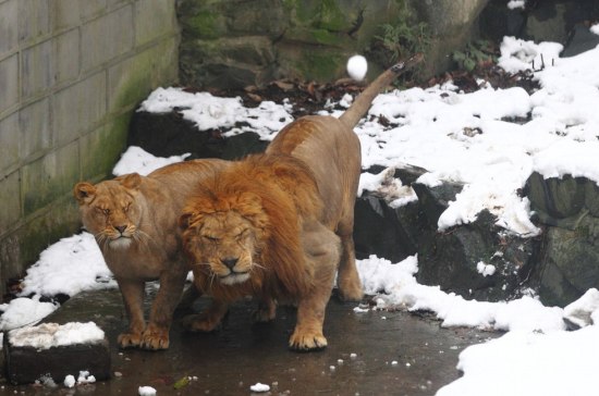 杭州動物園雪球砸獅子