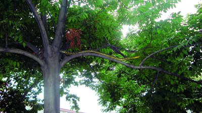 近2米長(zhǎng)花蛇盤踞在人行道樹杈上捕鳥(組圖)