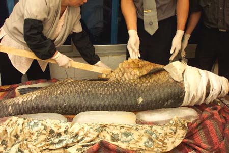 金牛湖青魚王212斤