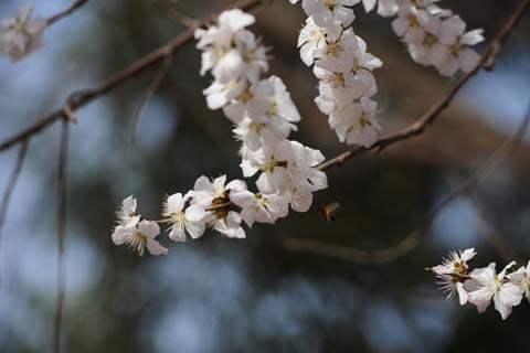 河南氣溫超26℃未迎春天 周末有大風降溫天氣