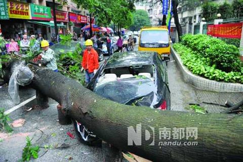 廣州大風折斷路邊有一棵大樹砸中轎車