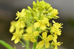 芥菜花圖片 陽臺上的芥菜開花了嫩黃嫩黃像油菜花