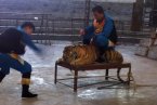 溫嶺動(dòng)物園打老虎 不是武松打虎一樣打老虎是把老虎