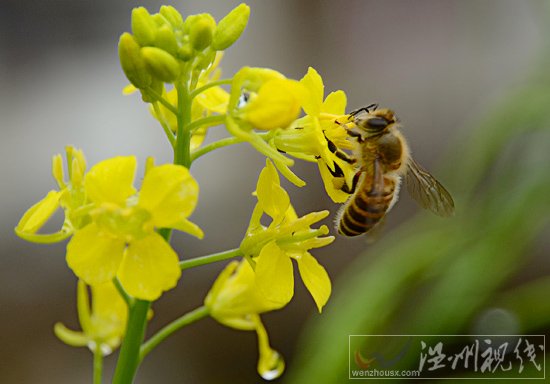 溫州5月6日至11日都落雨