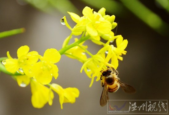 陽臺上的芥菜花