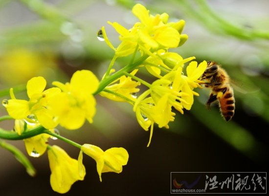 陽臺上的芥菜花