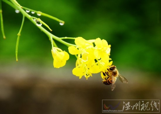 陽臺上的芥菜花