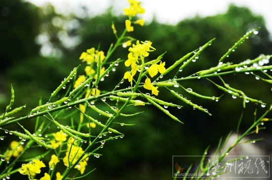 陽臺上的芥菜花