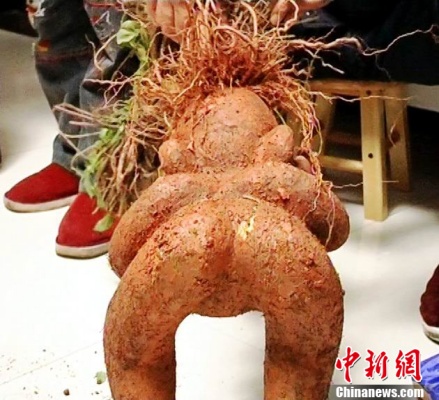 這個人形何首烏的屁股還真是惟妙惟肖