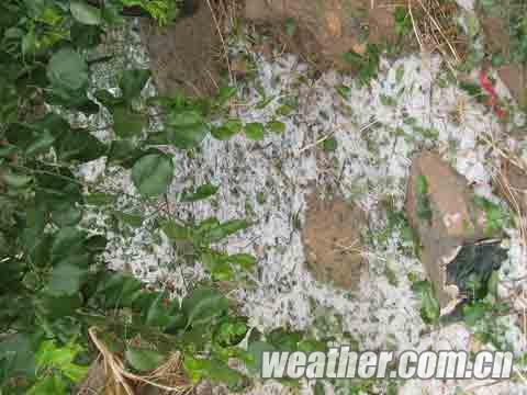 寧夏10日下冰雹 寧夏青銅峽市遭遇強冰雹襲擊農業損失慘重