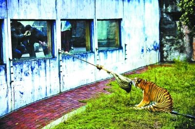 長沙生態動物園進行了“人虎拔河”的比賽