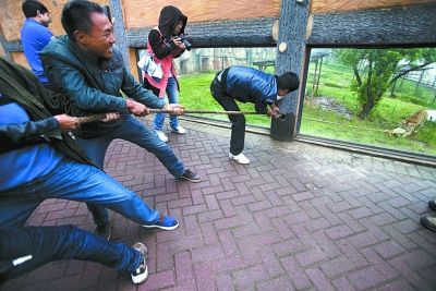 長沙生態動物園進行了“人虎拔河”的比賽
