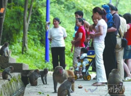 男嬰睪丸被猴子吞食