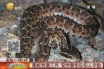 毒蛇泡酒3個月還能竄