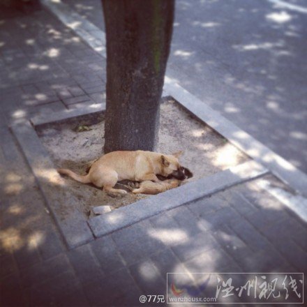 土狗趴在死去的小貓上難過(guò)