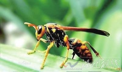 陜西胡峰蟄人已致41人死亡