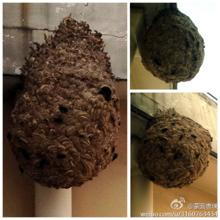 陜西胡蜂蜇死人 陜西安康胡蜂肆虐已蜇死41人